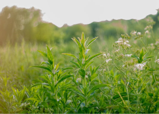 5 Best Adaptogens to Treat Hormonal Imbalance Symptoms